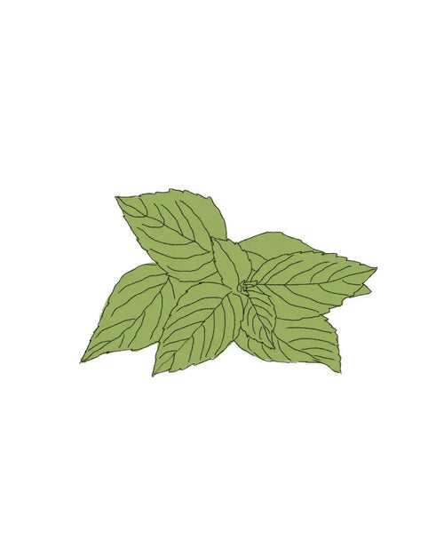 Semillas de Albahaca Limón - Pur Plant