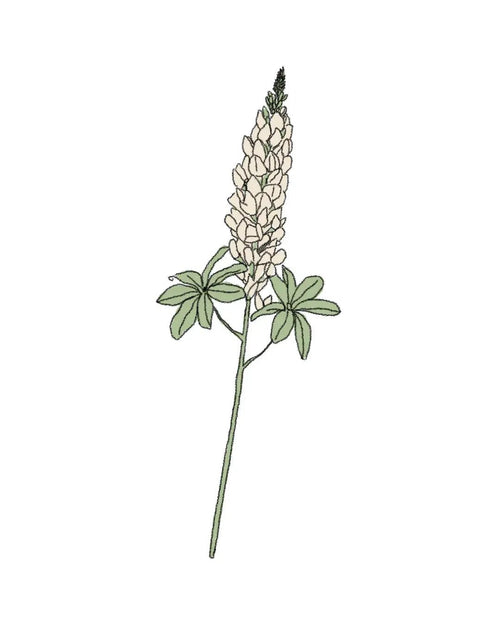 Semillas de Altramuz Blanco - Pur Plant