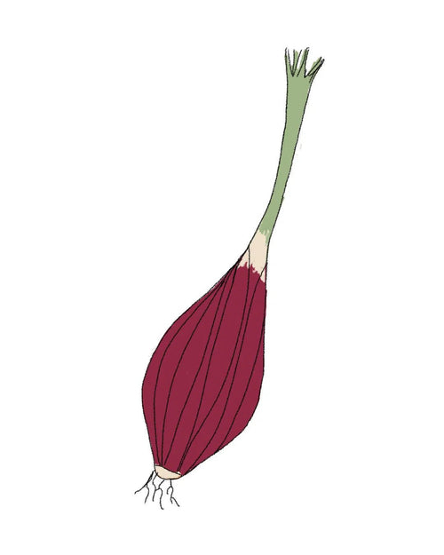 Semillas de Cebolla Rosa de Florencia - Pur Plant
