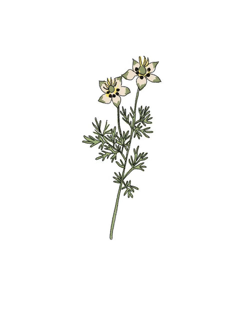 Semillas de Comino - Pur Plant