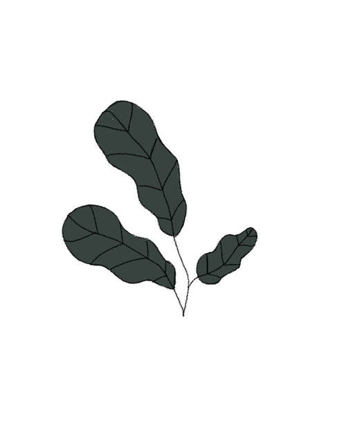 Semillas de Espinaca Butterflay - Pur Plant