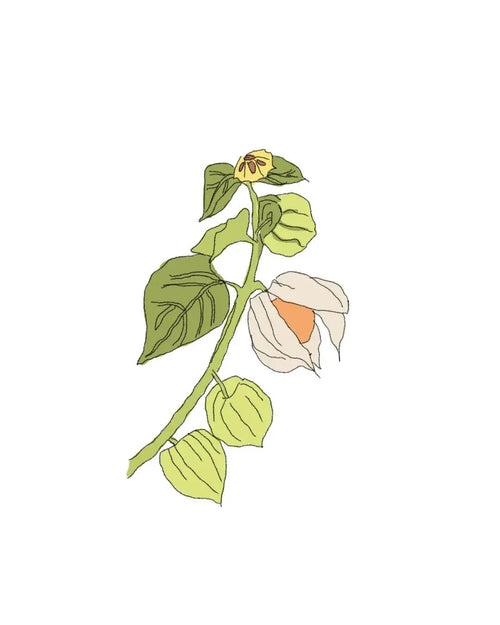 Semillas de Physalis - Pur Plant