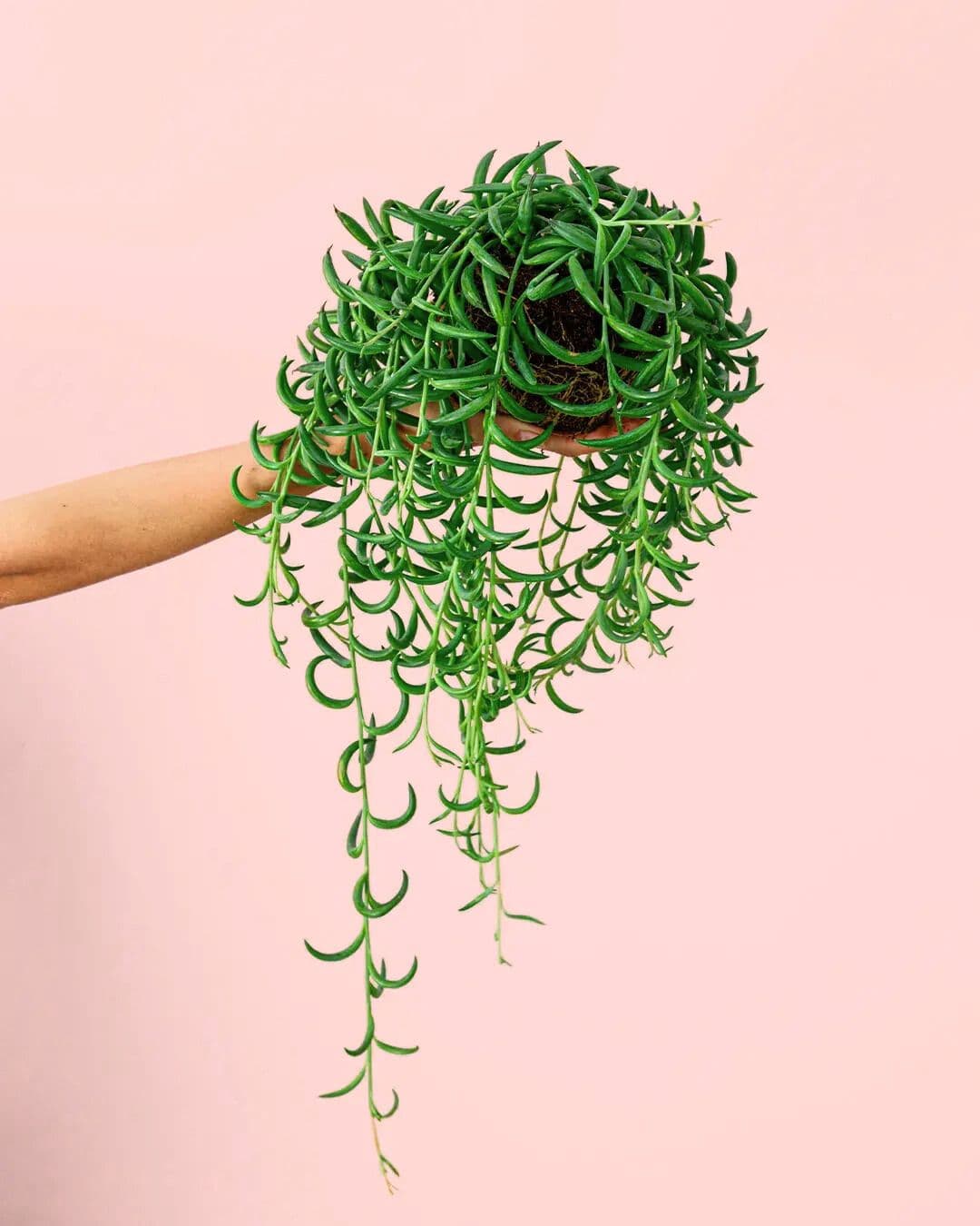 Senecio Banana M - Pur Plant