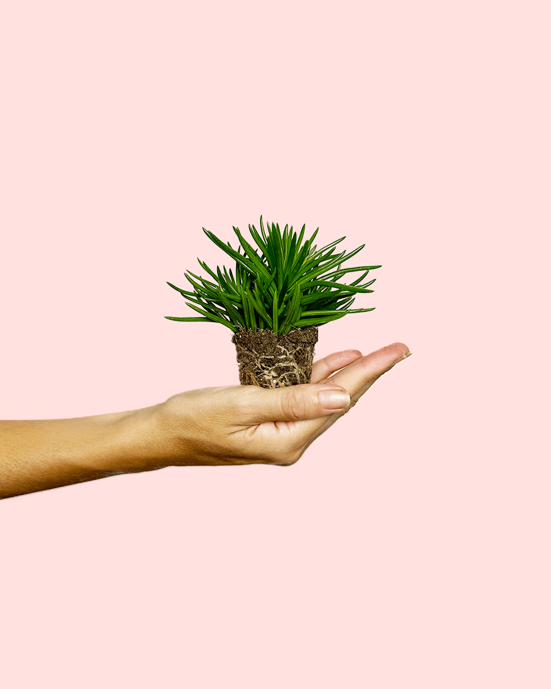 Senecio Himalaya Mini - Pur Plant
