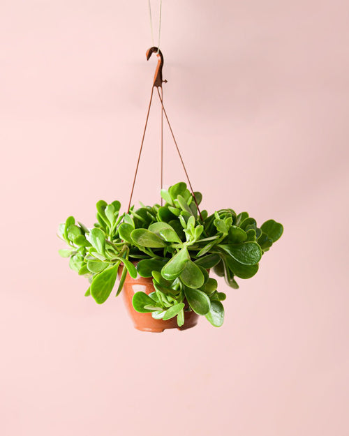 Senecio Moneda M - Pur Plant