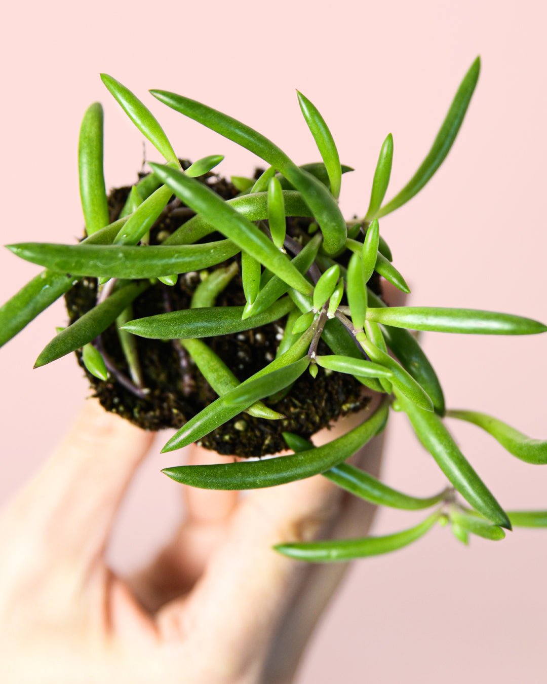 Senecio Purple Flush Mini - Pur Plant