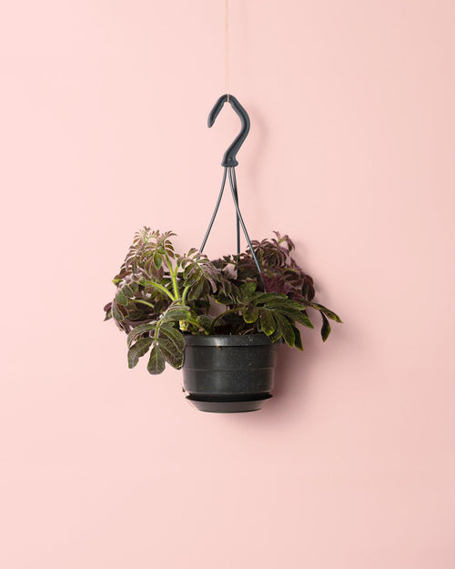 Solanum Uleanum M - Pur Plant