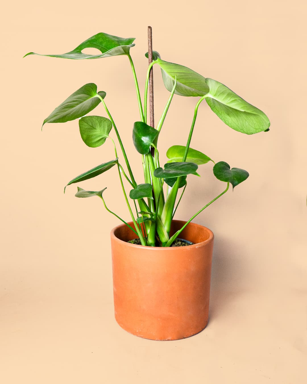 Stick Tutor Biodegradable 50 cm - Pur Plant