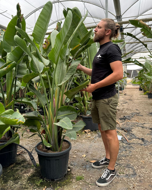 Strelitzia Nicolai XXL - Pur Plant