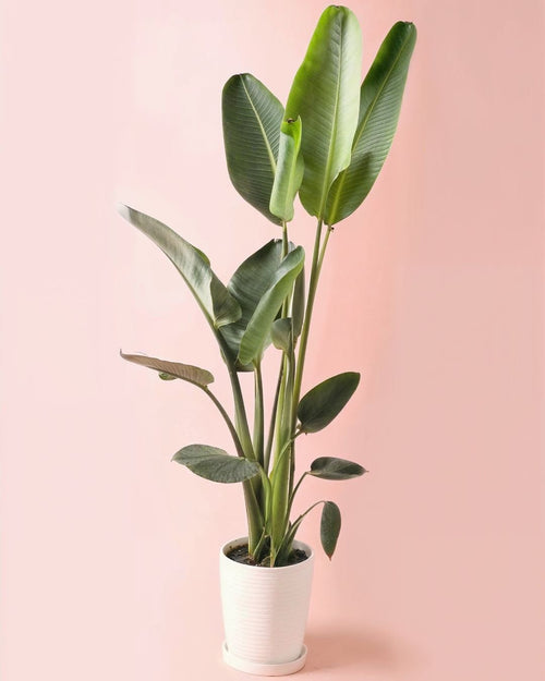 Strelitzia Nicolai XXL - Pur Plant