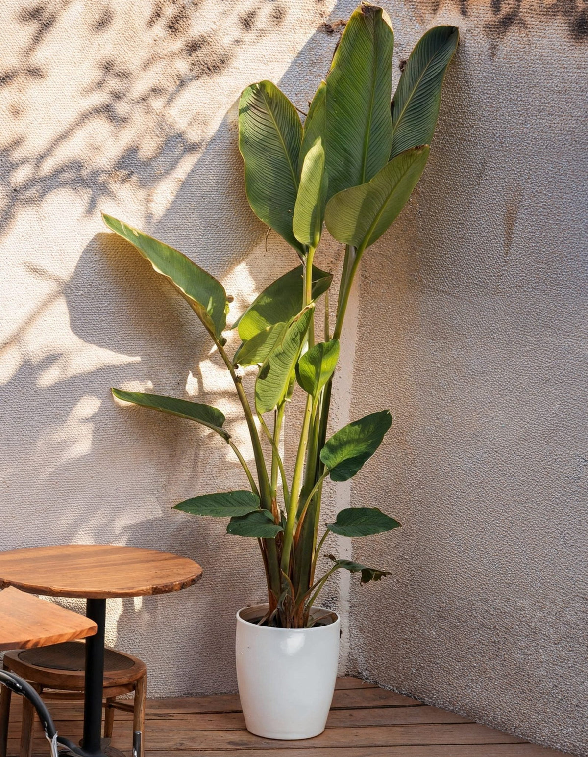 Strelitzia Nicolai XXL - Pur Plant