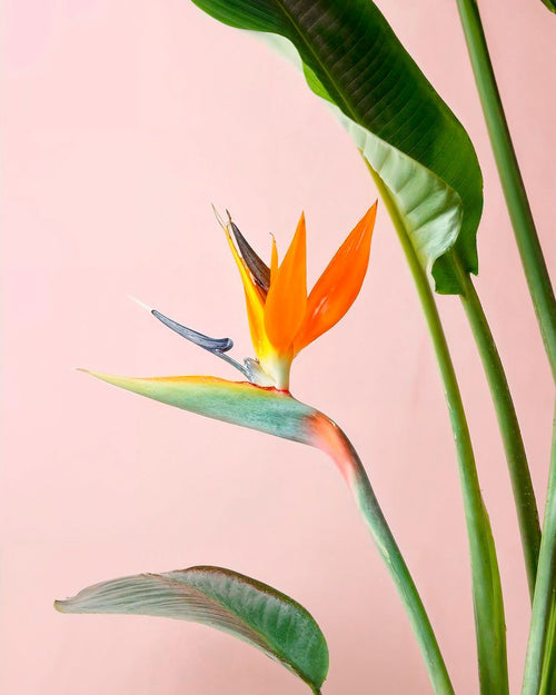 Strelitzia Reginae – Ave del Paraíso L - Pur Plant
