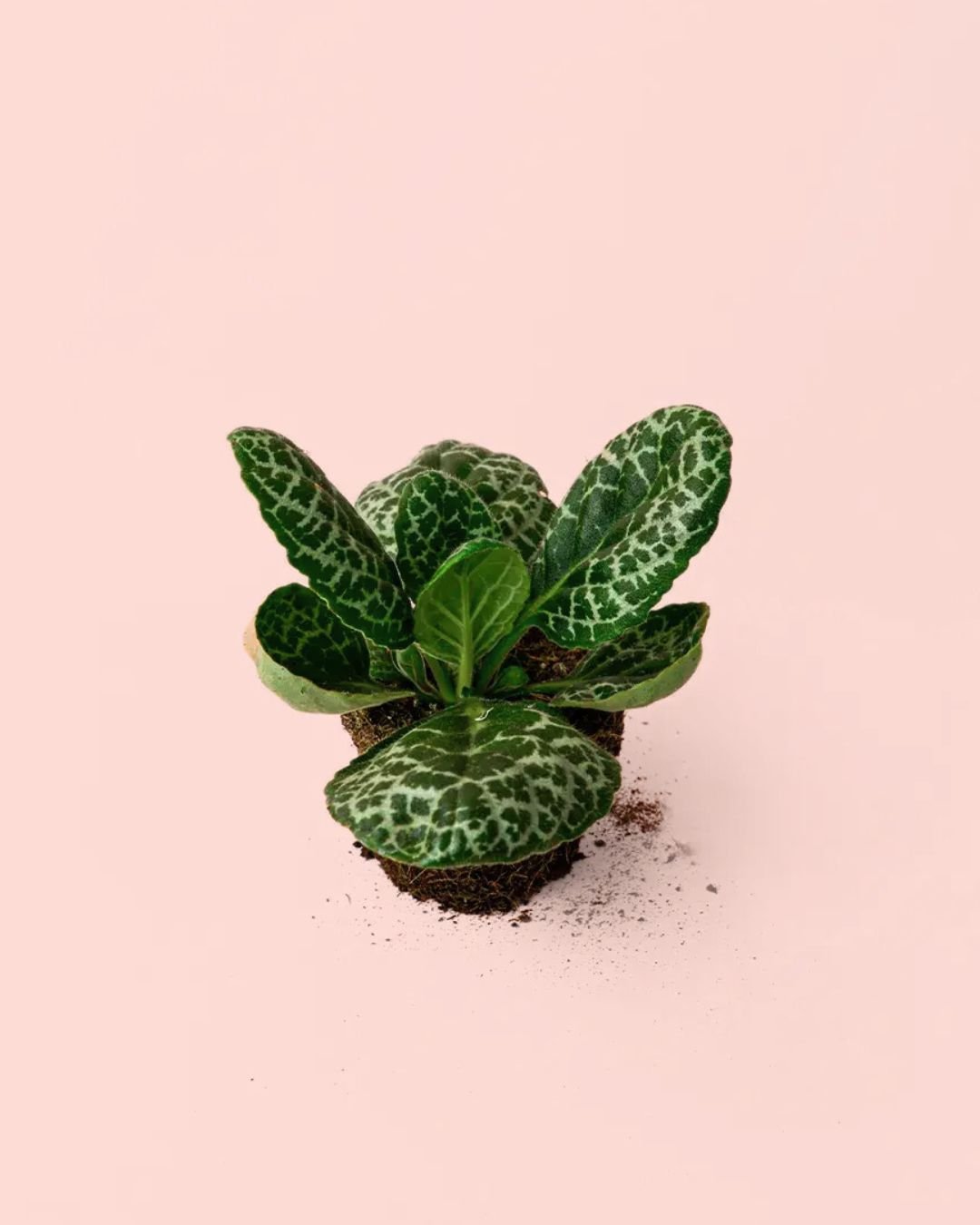 Streptocarpus Tortuga M - Pur Plant