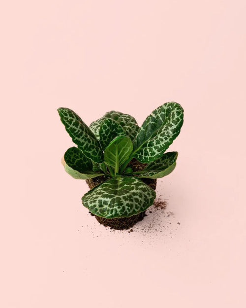 Streptocarpus Tortuga M - Pur Plant