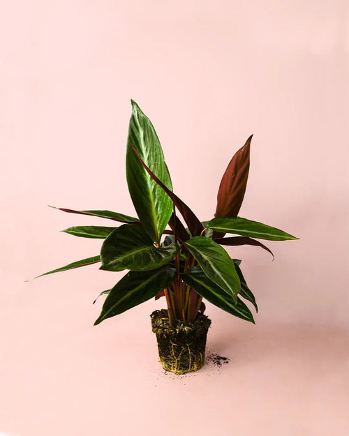 Stromanthe Sanguinea M - Pur Plant
