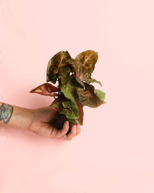 Syngonium Maria Mini - Pur Plant