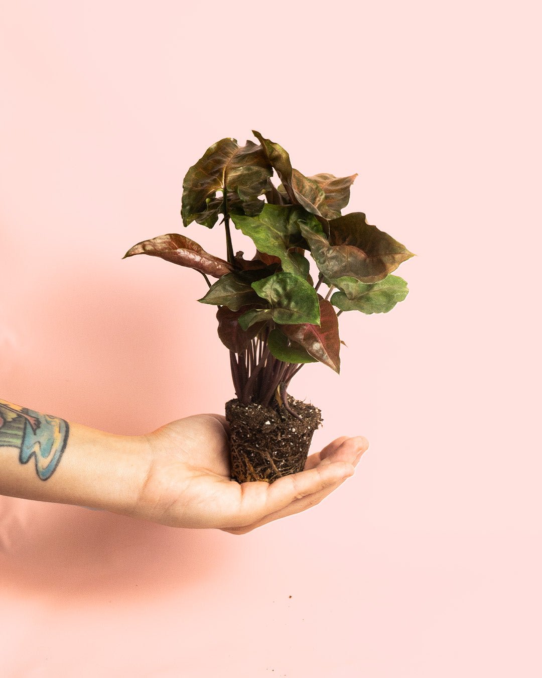 Syngonium Maria Mini - Pur Plant