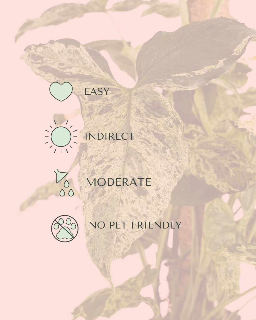 syngonium-mojito-l-care