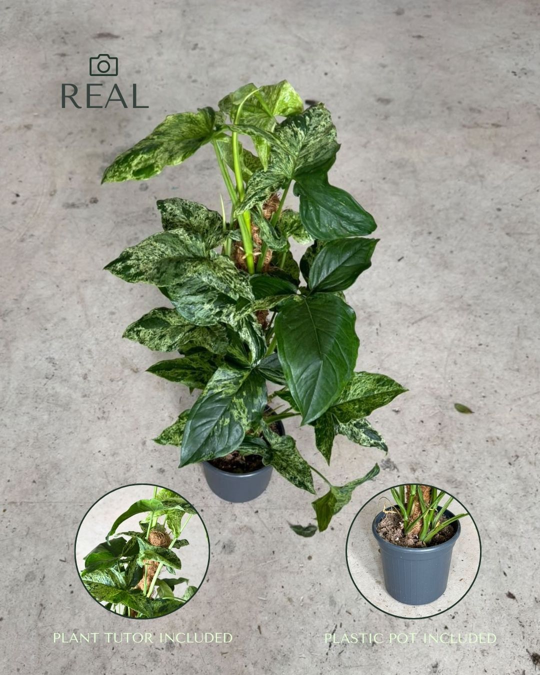 syngonium-mojito-l-real