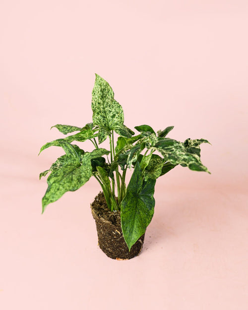 Syngonium Mojito M - Pur Plant