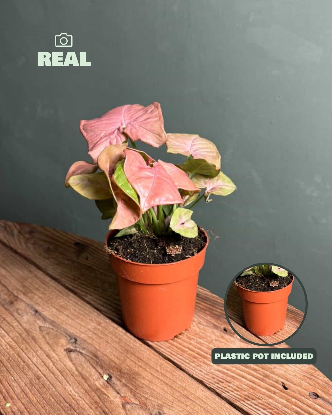 Syngonium Neon Pink M - Pur Plant