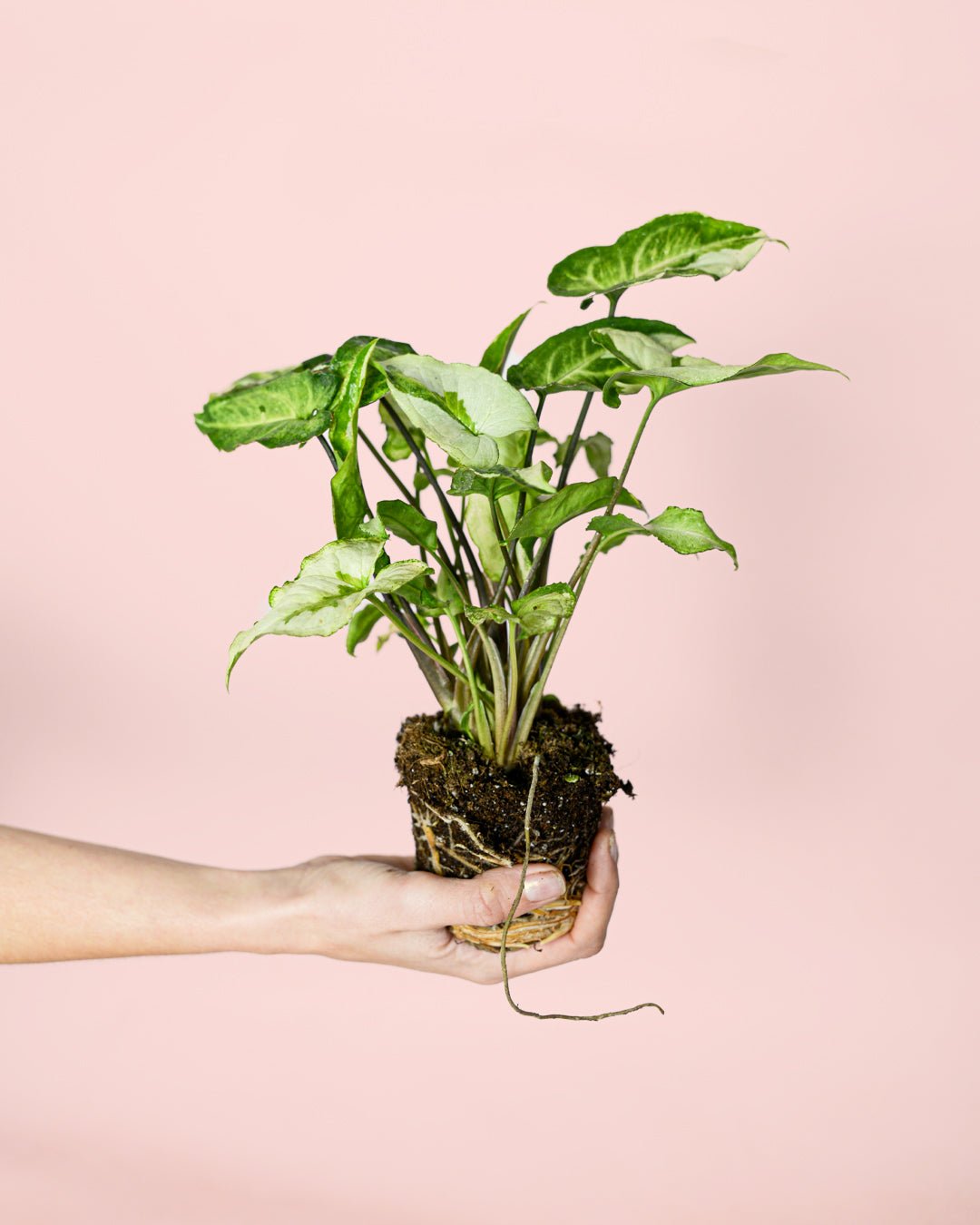 Syngonium Three Kings Mini - Pur Plant