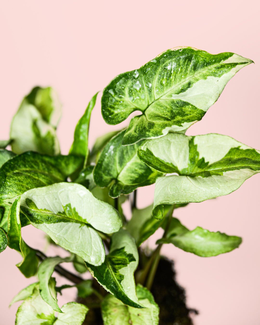 Syngonium Three Kings Mini - Pur Plant