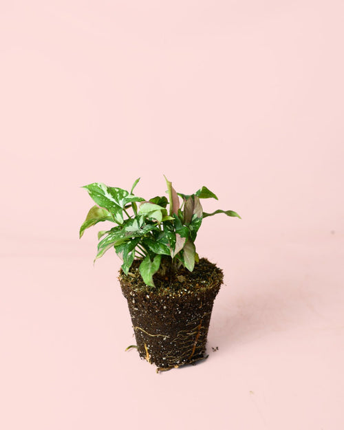 Syngonium Tricolor M - Pur Plant