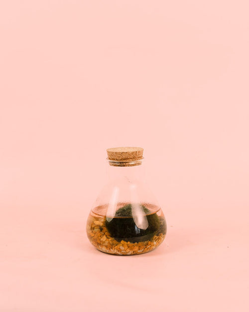 Terrario Balance – Marimo Ball Mix Mini - Pur Plant