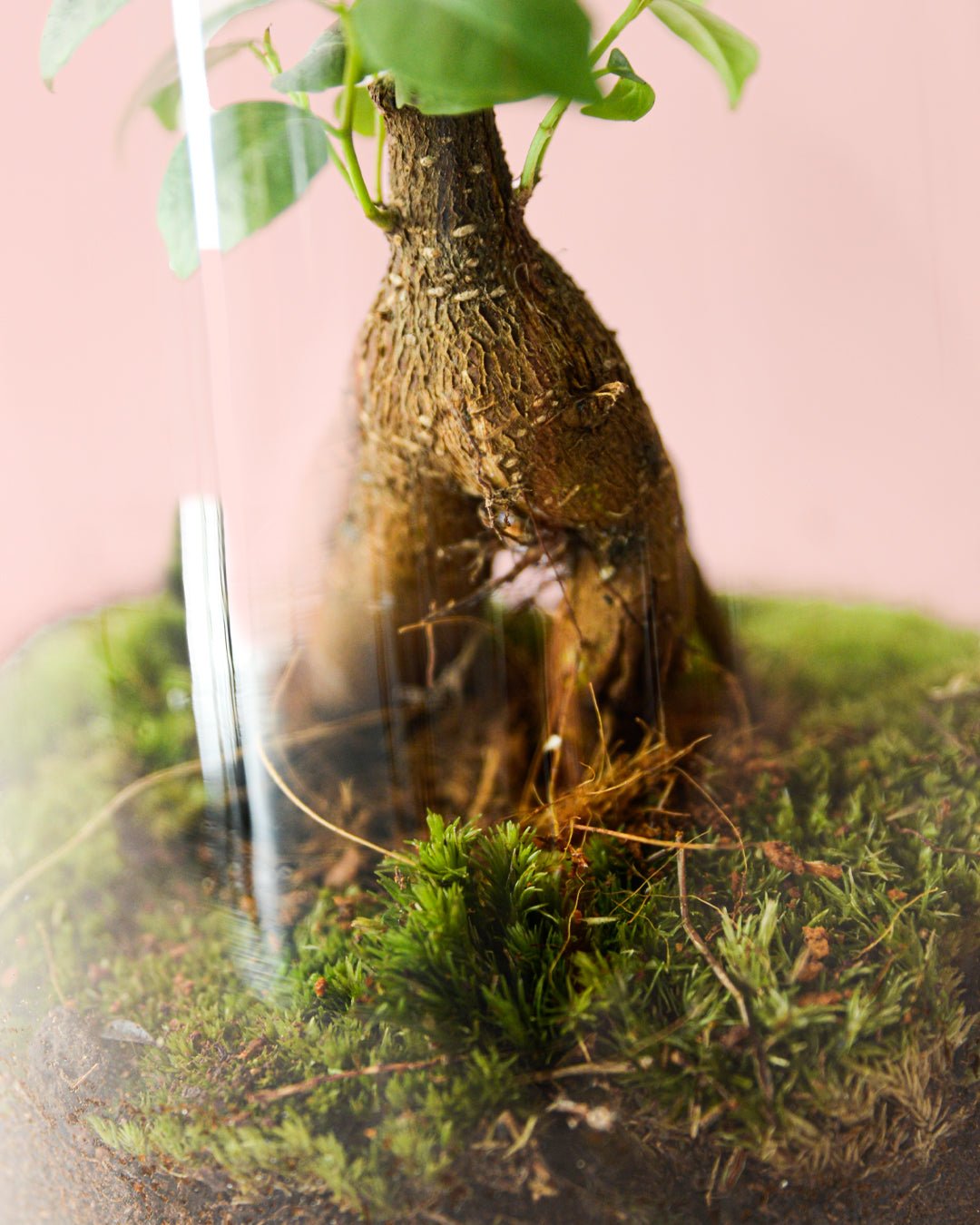 Terrario Botanic – Ficus Microcarpa L - Pur Plant