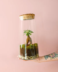 Terrário Botânico – Ficus Microcarpa L