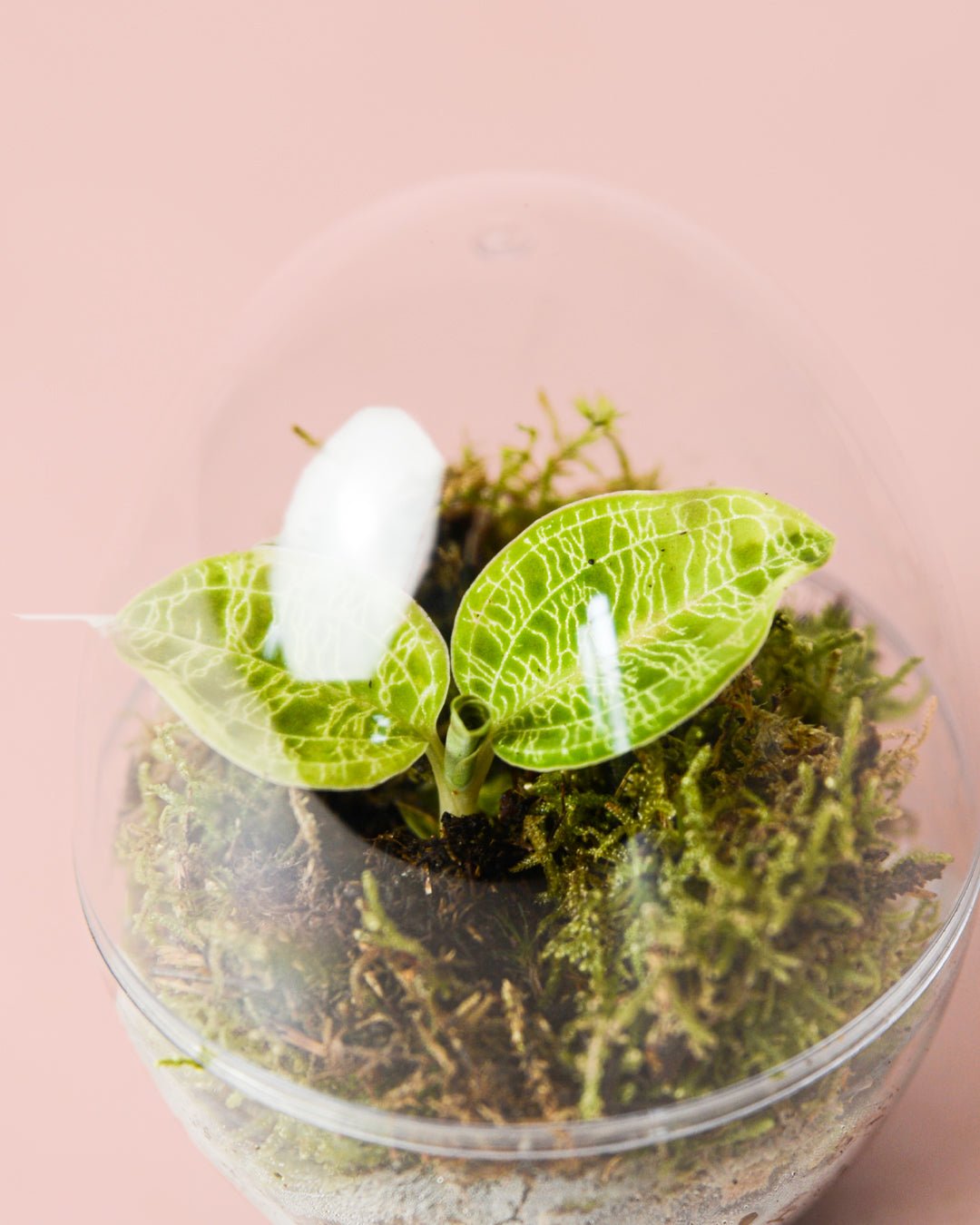 Terrario Drop – Macodes Petola Ovo Mini - Pur Plant