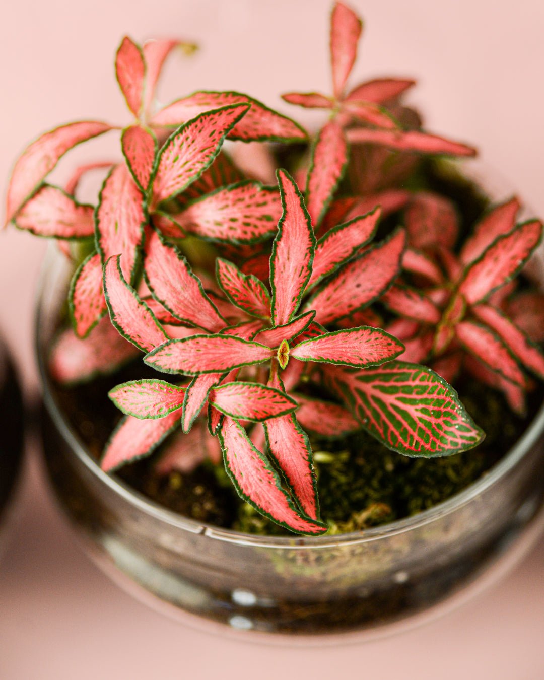 Terrario Essence – Fittonias Ovo Mix Mini - Pur Plant