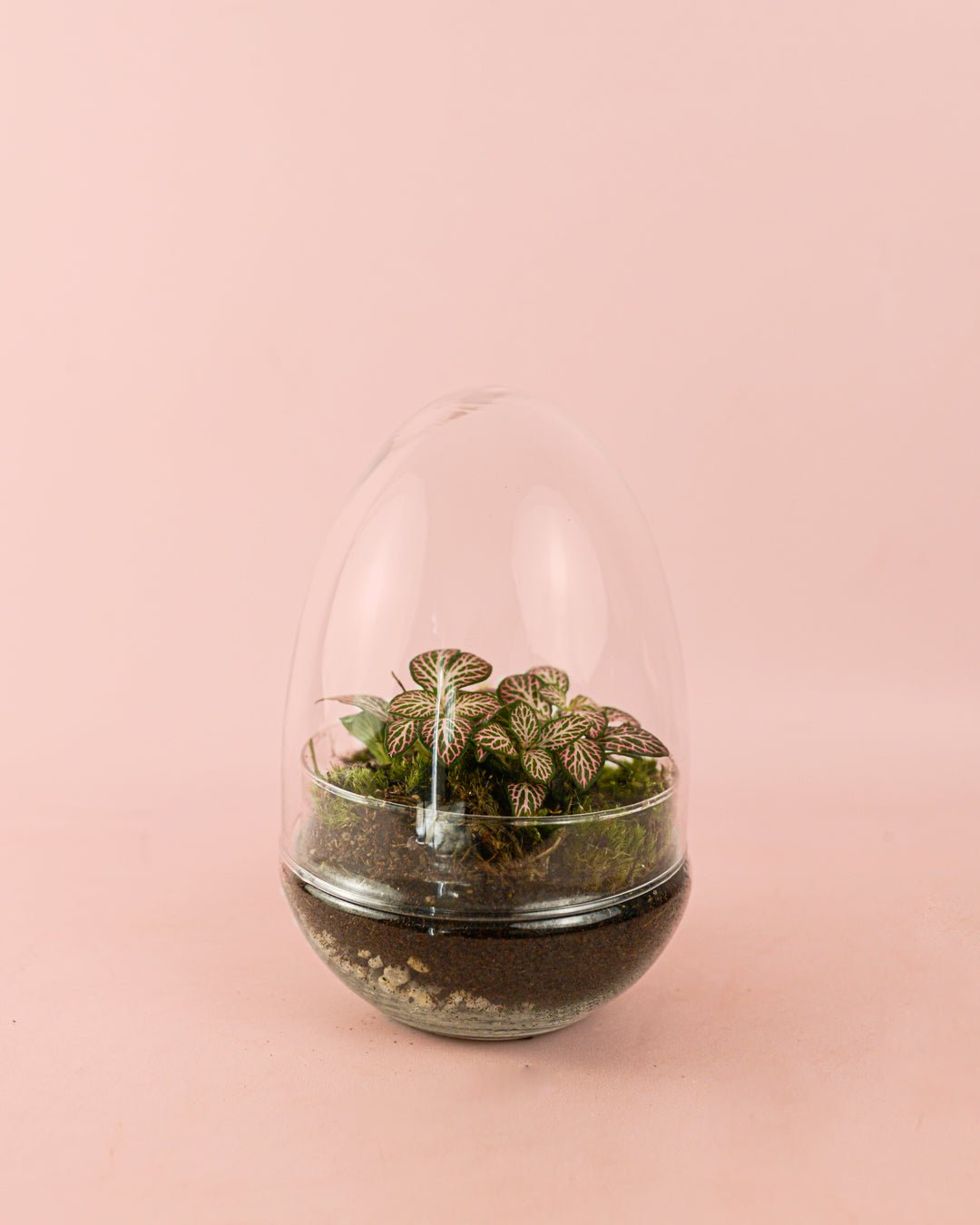 Terrario Essence – Fittonias Ovo Mix Mini - Pur Plant
