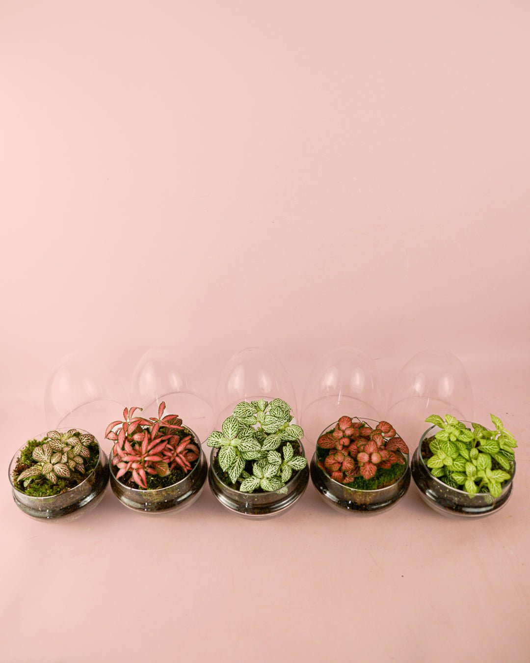 Terrario Essence – Fittonias Ovo Mix Mini - Pur Plant