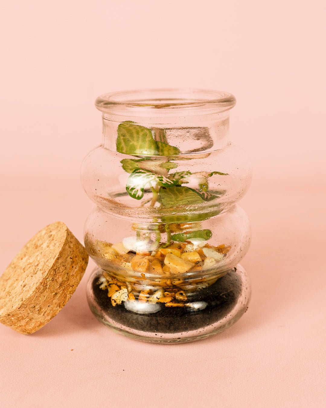 Terrario Euphoria – Fittonia Mix Mini - Pur Plant