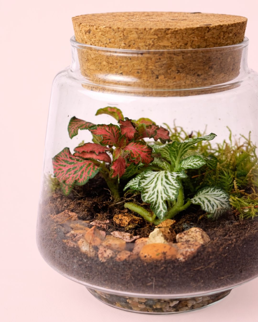 Terrario Light – Fittonias Mix M - Pur Plant