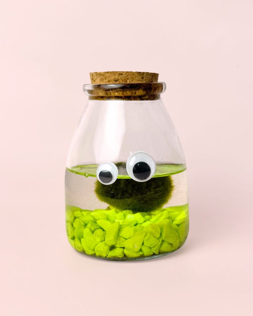 Terrario Little Monster – Marimo Ball Mini - Pur Plant