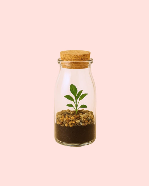 Terrario Message – Botella Mini - Pur Plant