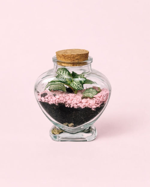 Terrario Pink Love – Fittonia Mini - Pur Plant
