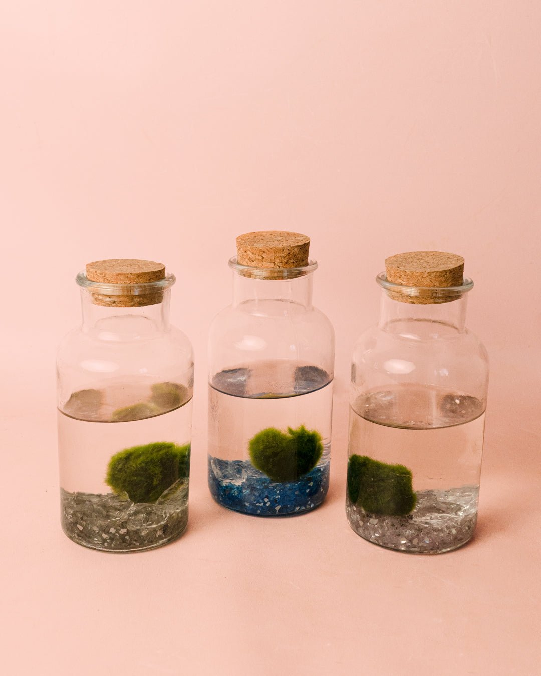 Terrario Pure – Marimo Ball Botella - Pur Plant