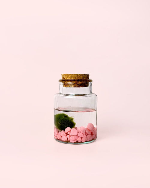 Terrario Rose – Marimo Ball Rosa Mini - Pur Plant
