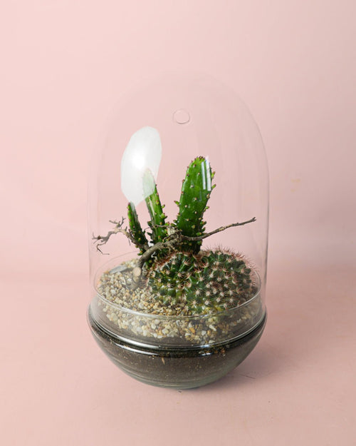 Terrario Sanctuary – Cactus L - Pur Plant