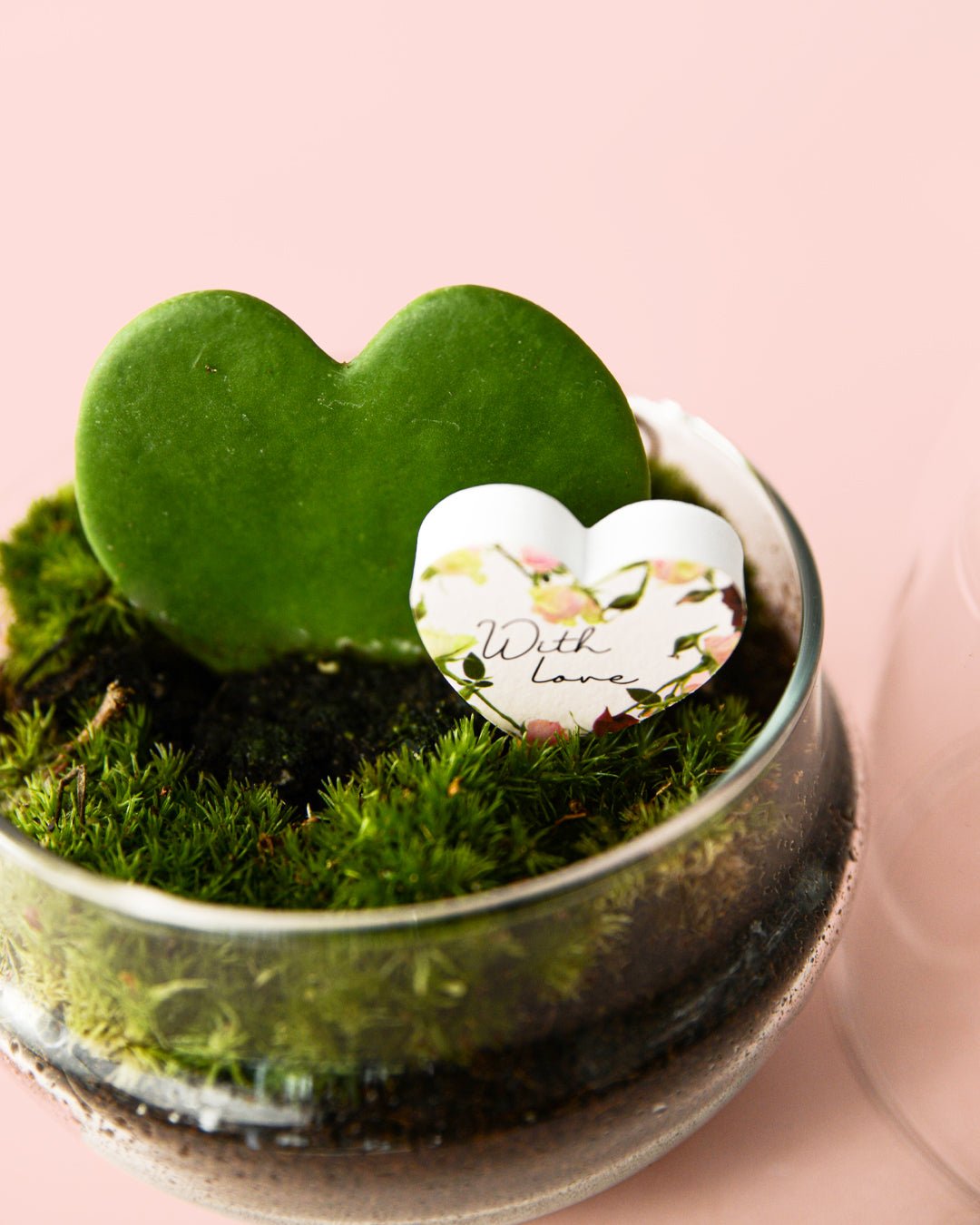 Terrario With Love - Hoya Kerrii M - Pur Plant