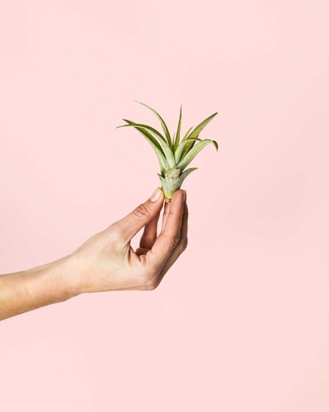 Tillandsia Capitata Mini - Pur Plant