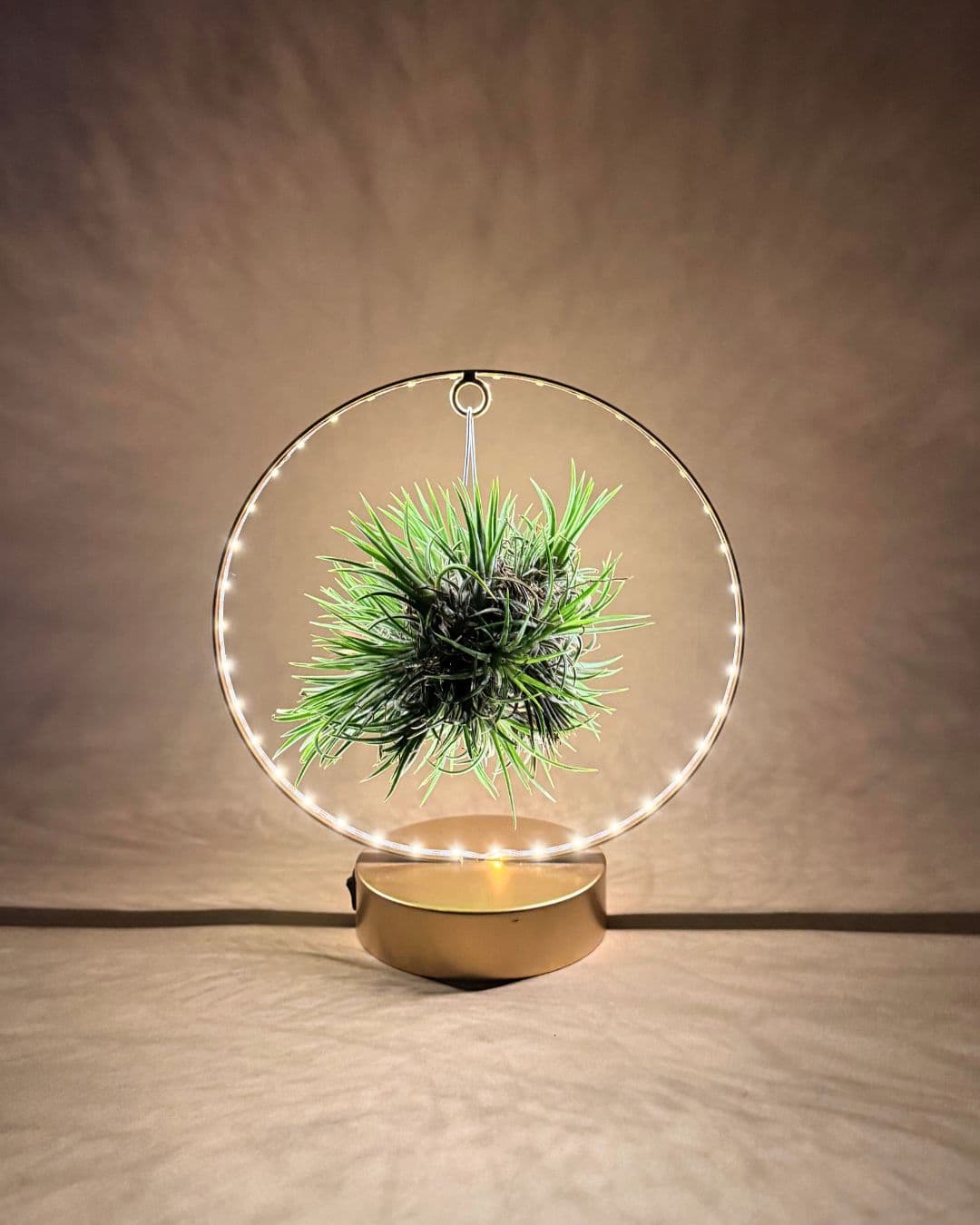 Tillandsia En Círculo De Luz – Dorado - Pur Plant