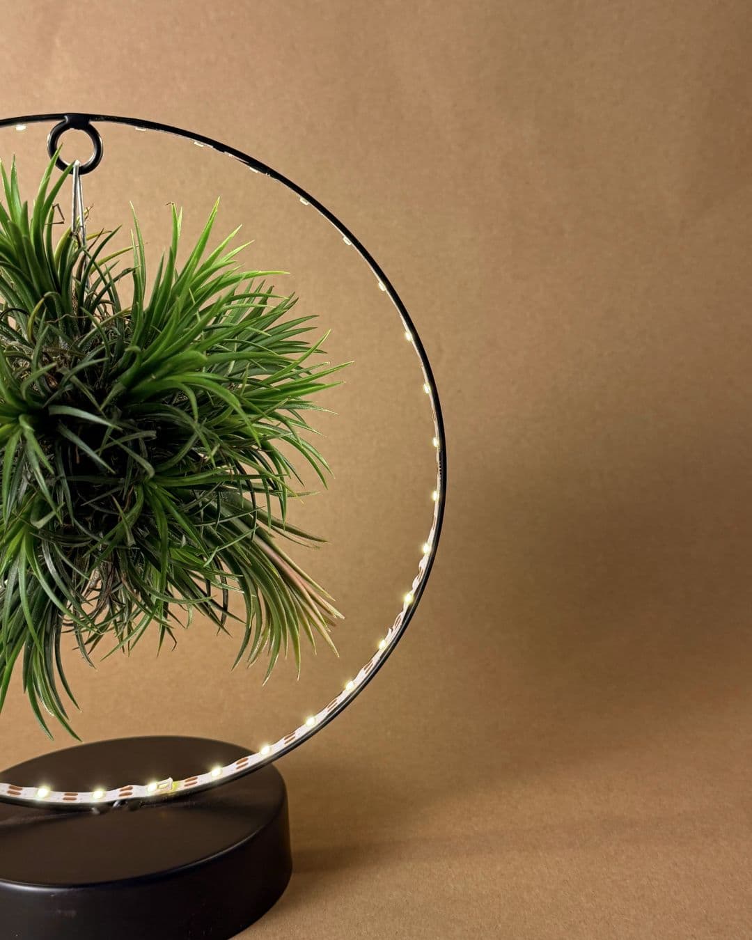 Tillandsia En Círculo De Luz – Negro - Pur Plant