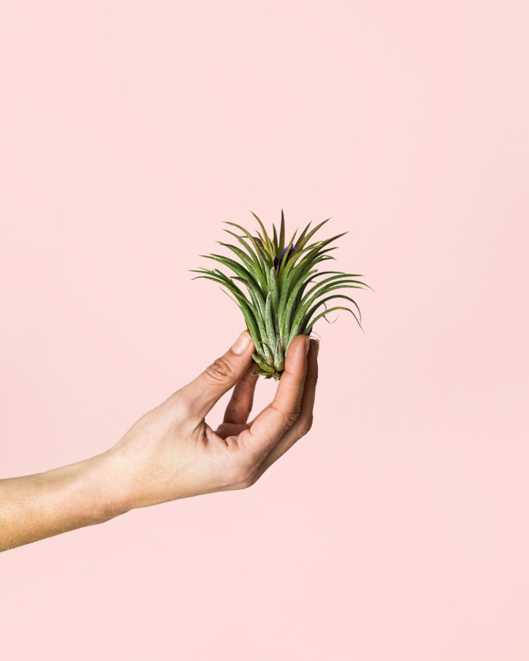 Tillandsia Ionantha - Pur Plant