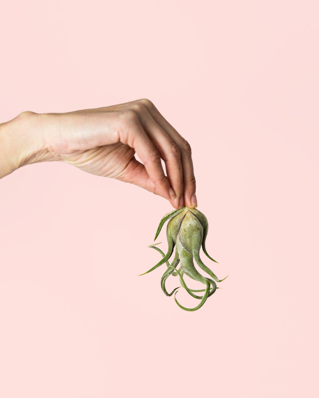 Tillandsia Medusa Mini - Pur Plant
