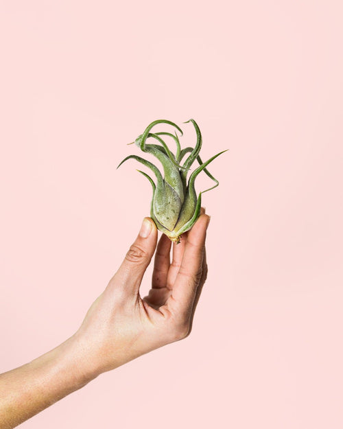 Tillandsia Medusa Mini - Pur Plant